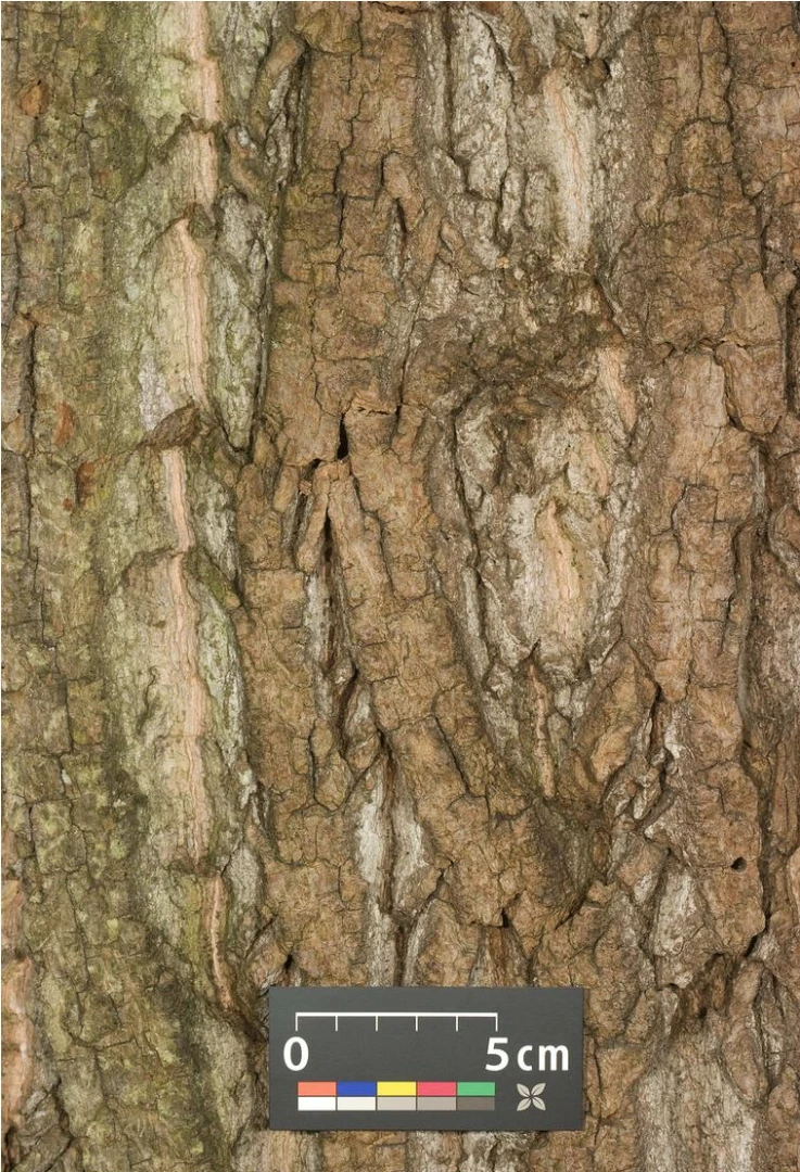 Liriodendron tulipifera (Tulipanowiec amerykański)