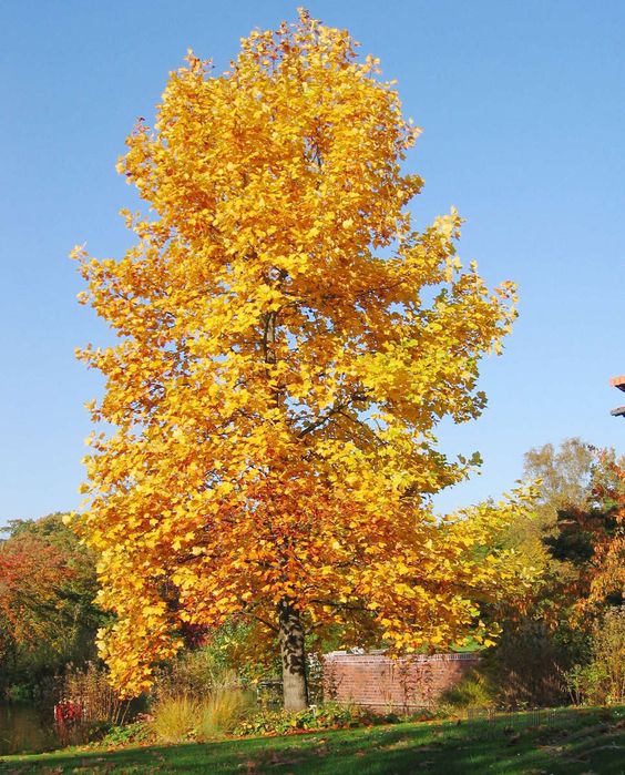 Liriodendron tulipifera (Tulipanowiec amerykański)