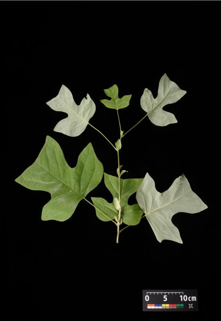 Liriodendron tulipifera (Tulipanowiec amerykański)