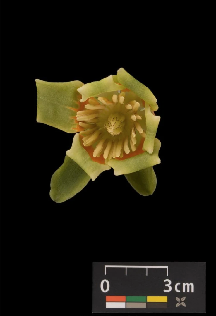 Liriodendron tulipifera (Tulipanowiec amerykański)