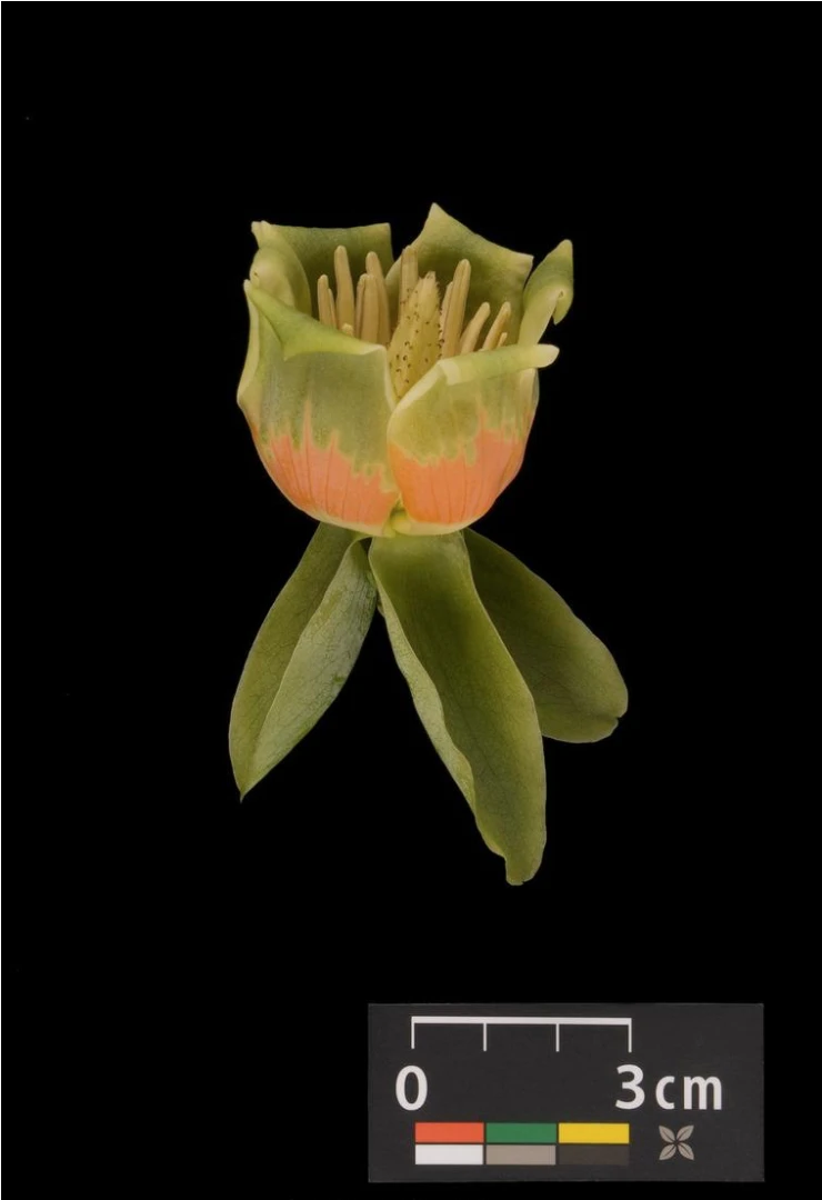 Liriodendron tulipifera (Tulipanowiec amerykański)