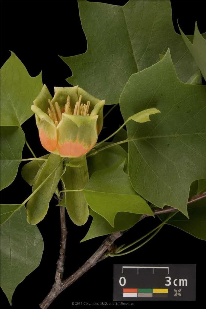 Liriodendron tulipifera (Tulipanowiec amerykański)