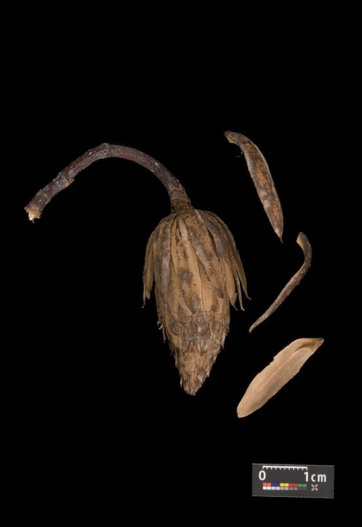 Liriodendron tulipifera (Tulipanowiec amerykański)