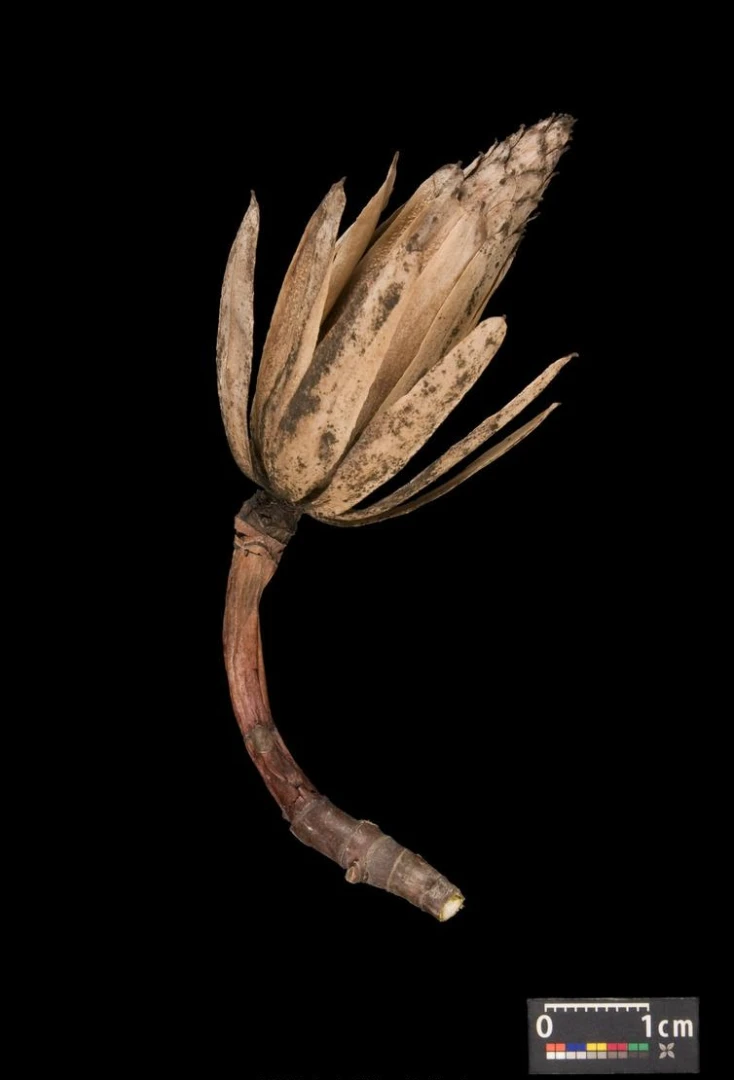 Liriodendron tulipifera (Tulipanowiec amerykański)