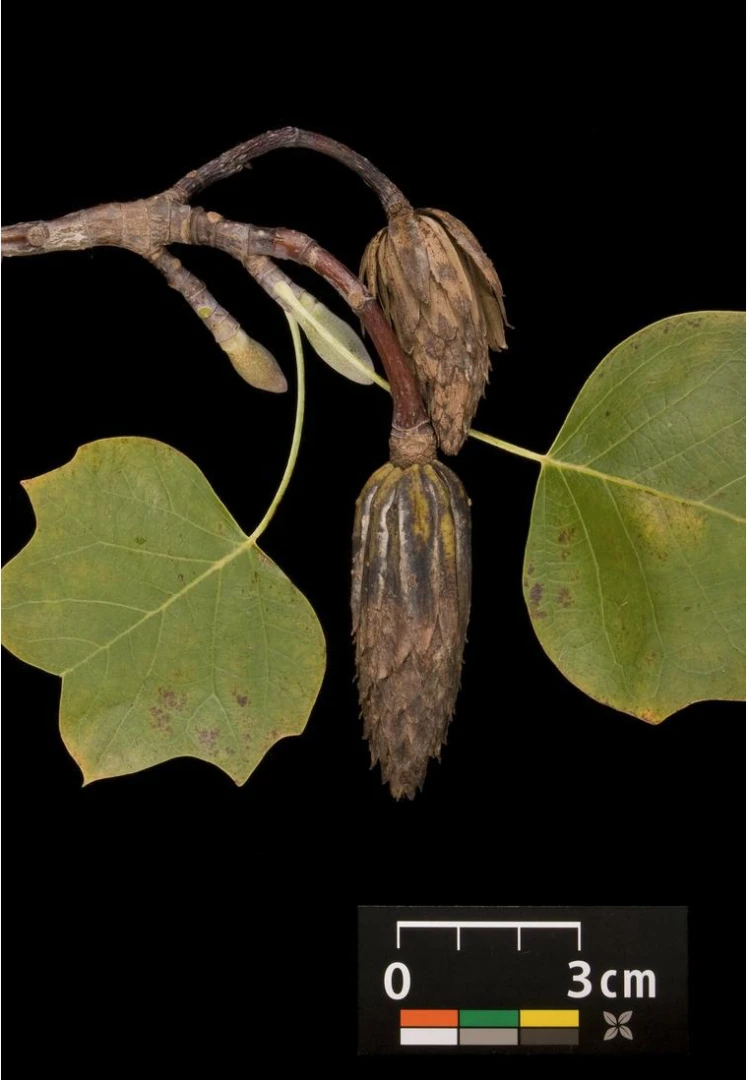 Liriodendron tulipifera (Tulipanowiec amerykański)