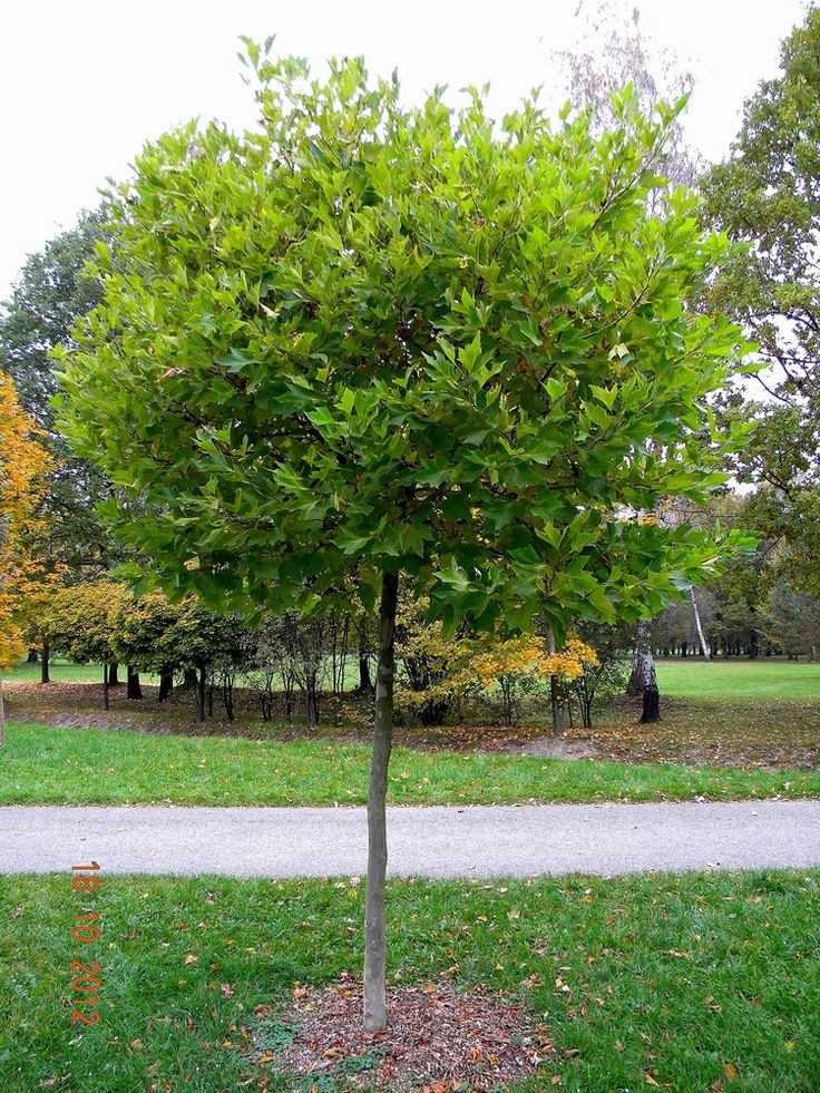 Platanus ×hispanica 'Alphen's Globe' (Platan klonolistny 'Alphen's Globe')