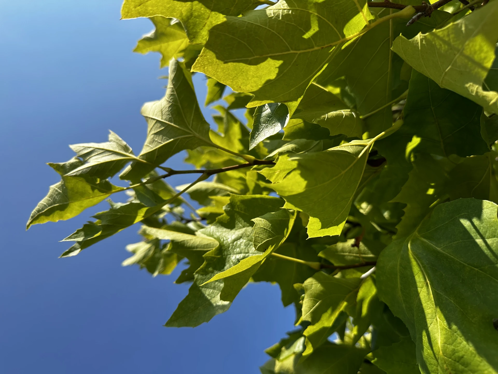 Platanus ×hispanica 'Alphen's Globe' (Platan klonolistny 'Alphen's Globe')