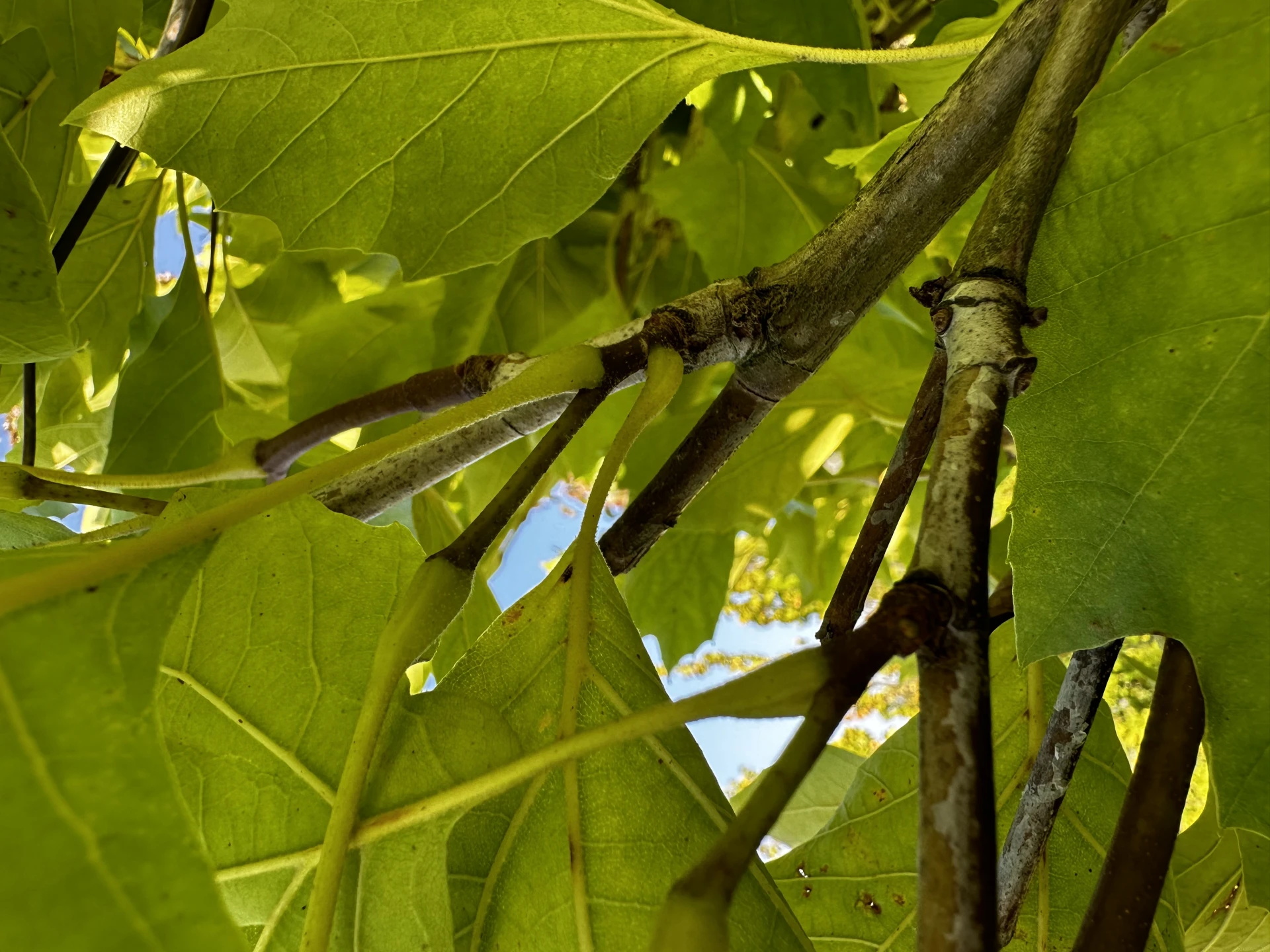 Platanus ×hispanica 'Alphen's Globe' (Platan klonolistny 'Alphen's Globe')
