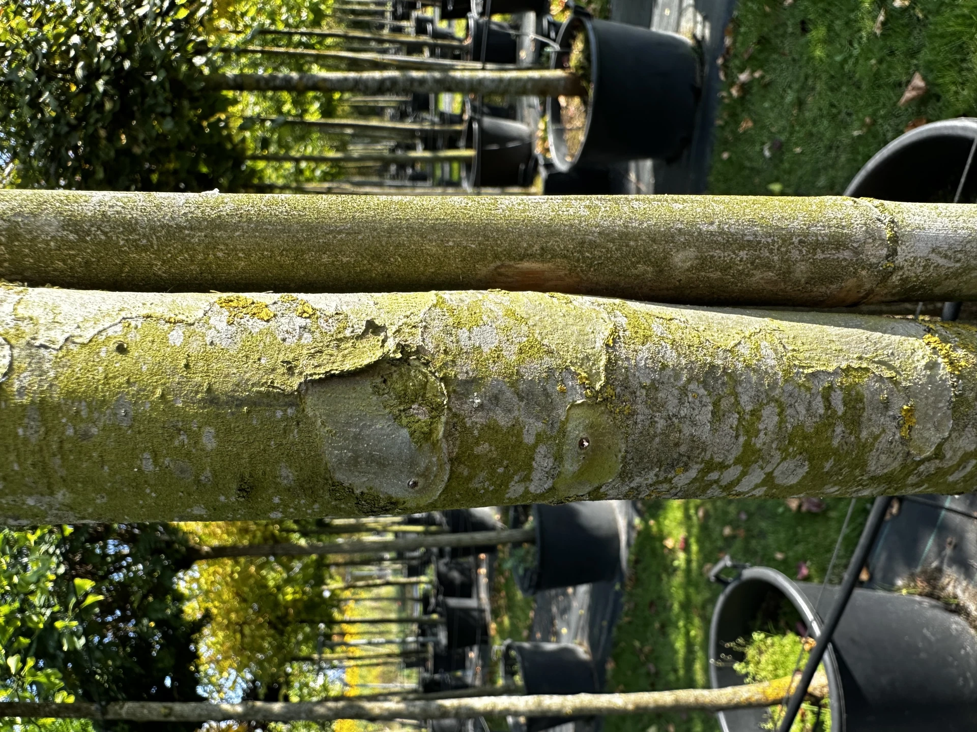 Platanus ×hispanica 'Alphen's Globe' (Platan klonolistny 'Alphen's Globe')