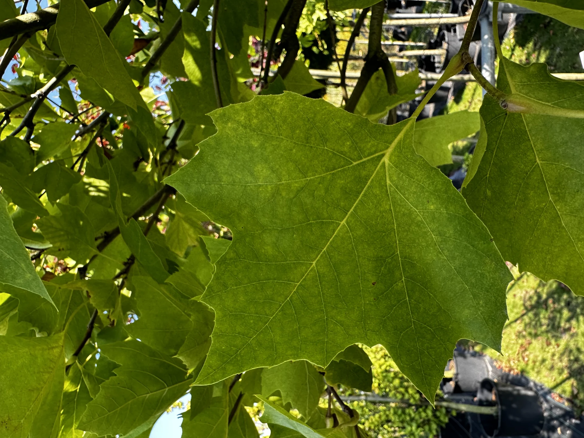 Platanus ×hispanica 'Alphen's Globe' (Platan klonolistny 'Alphen's Globe')