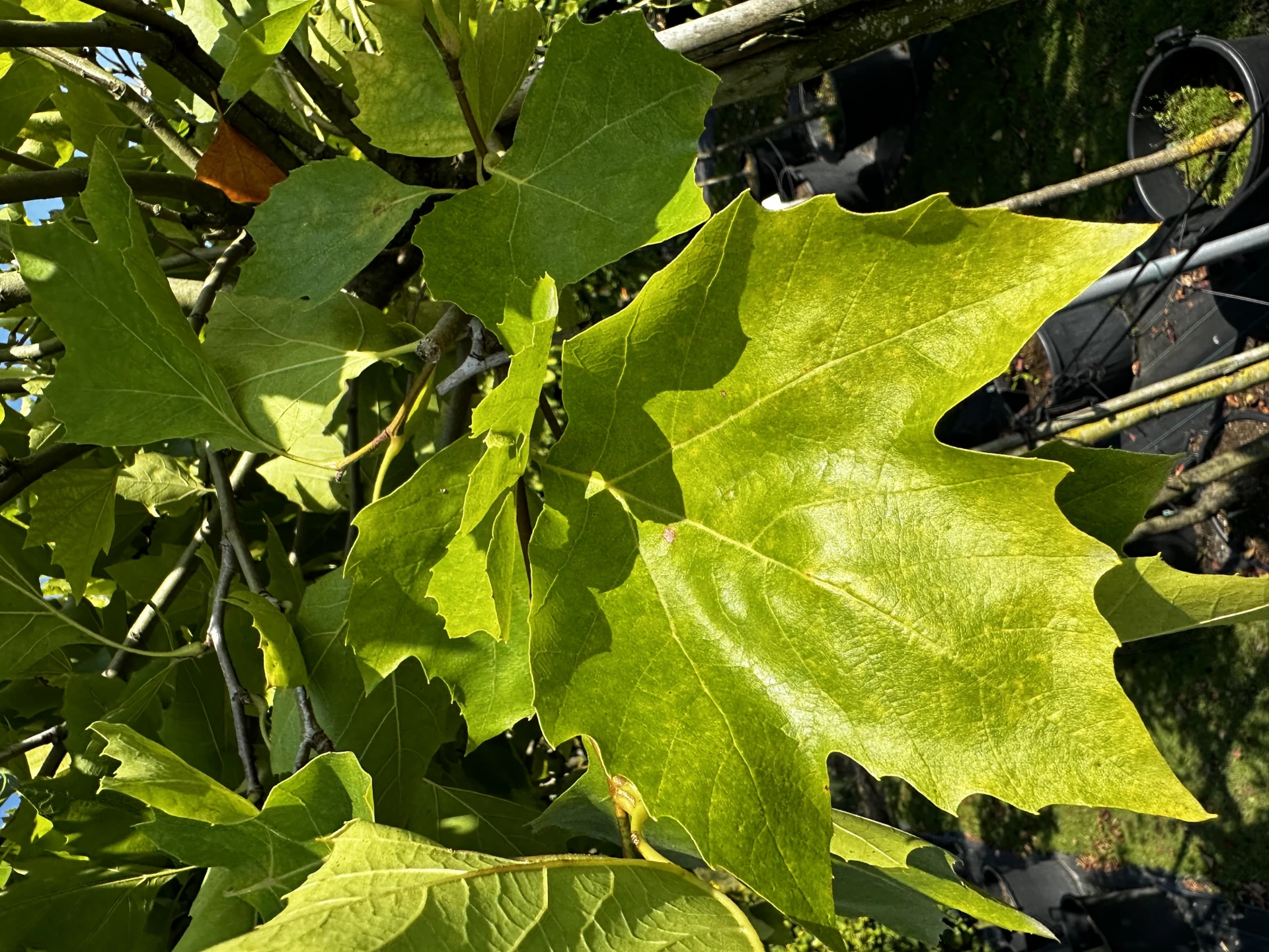 Platanus ×hispanica 'Alphen's Globe' (Platan klonolistny 'Alphen's Globe')