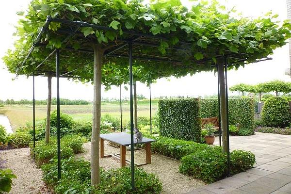 Platanus ×hispanica 'Alphen's Globe' (Platan klonolistny 'Alphen's Globe')