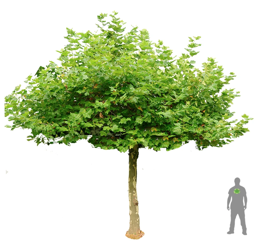 Platanus ×hispanica 'Alphen's Globe' (Platan klonolistny 'Alphen's Globe')
