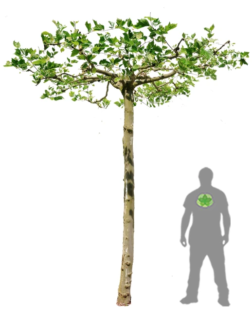 Platanus ×hispanica 'Alphen's Globe' (Platan klonolistny 'Alphen's Globe')