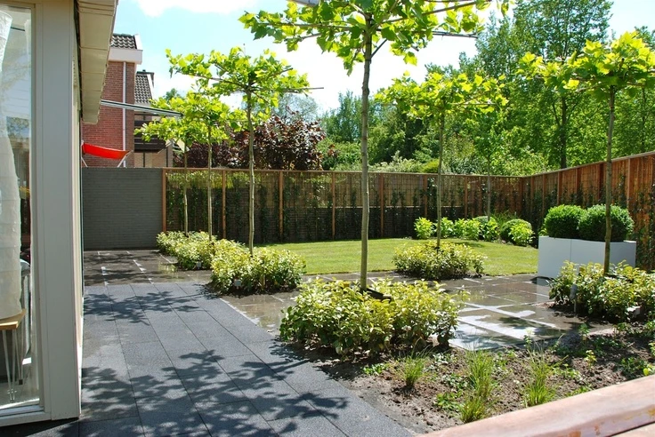 Platanus ×hispanica 'Alphen's Globe' (Platan klonolistny 'Alphen's Globe')