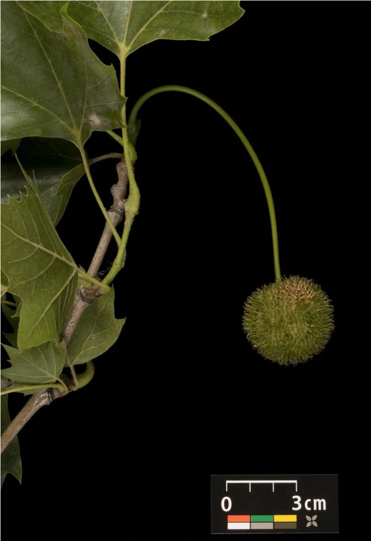 Platanus ×hispanica 'Alphen's Globe' (Platan klonolistny 'Alphen's Globe')