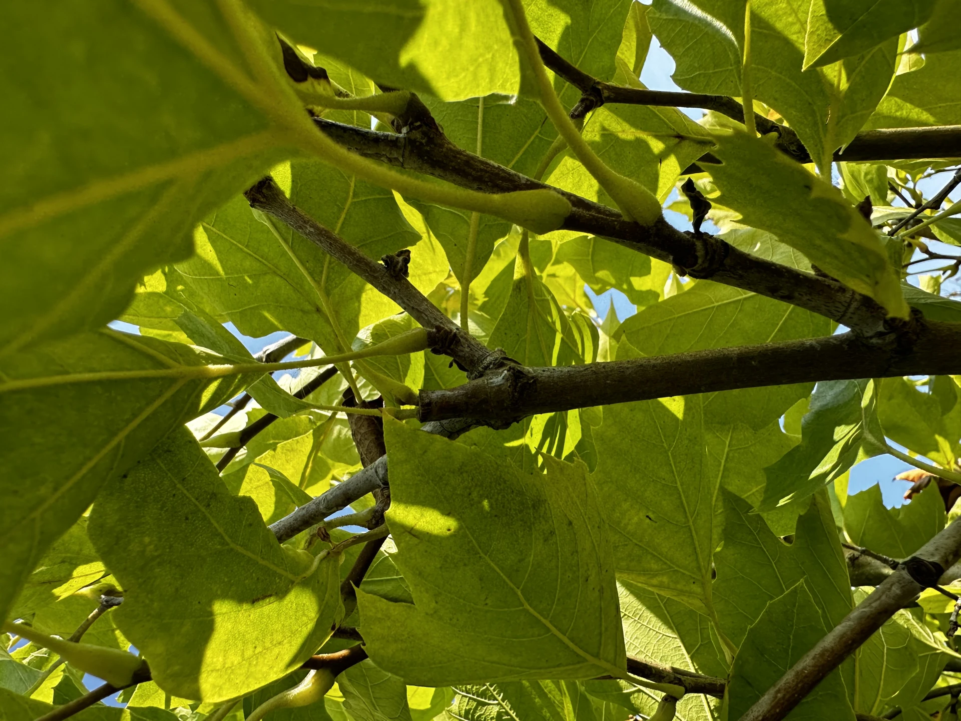 Platanus ×hispanica 'Alphen's Globe' (Platan klonolistny 'Alphen's Globe')