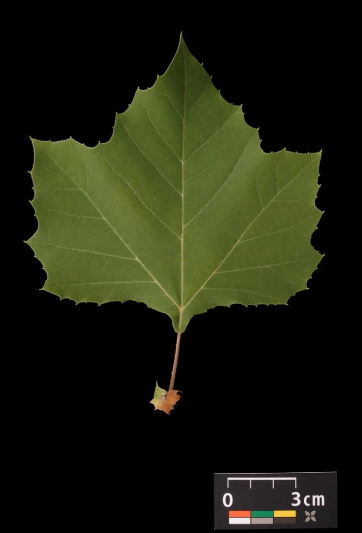 Platanus ×hispanica 'Alphen's Globe' (Platan klonolistny 'Alphen's Globe')