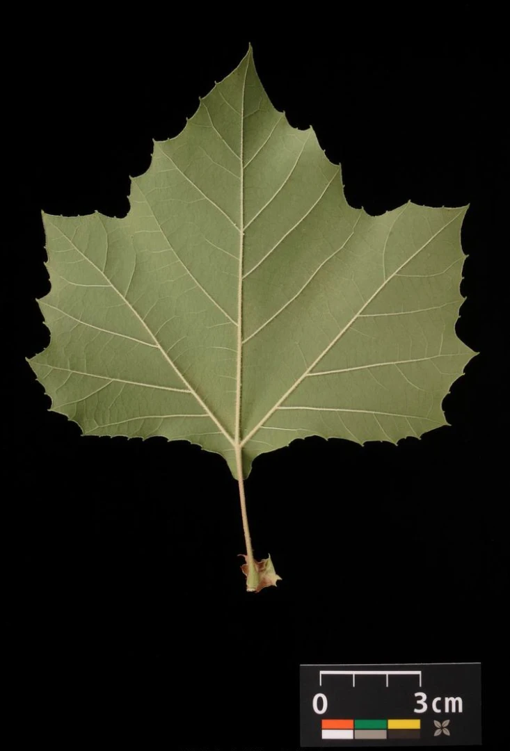 Platanus ×hispanica 'Alphen's Globe' (Platan klonolistny 'Alphen's Globe')