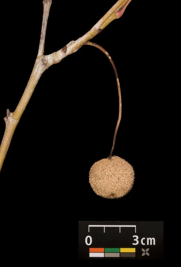 Platanus ×hispanica 'Alphen's Globe' (Platan klonolistny 'Alphen's Globe')