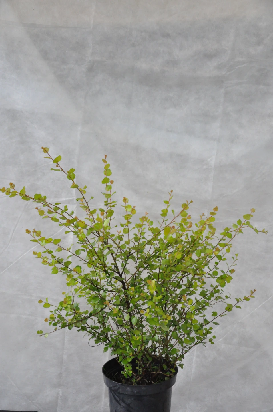 Betula nana (Brzoza karłowata)