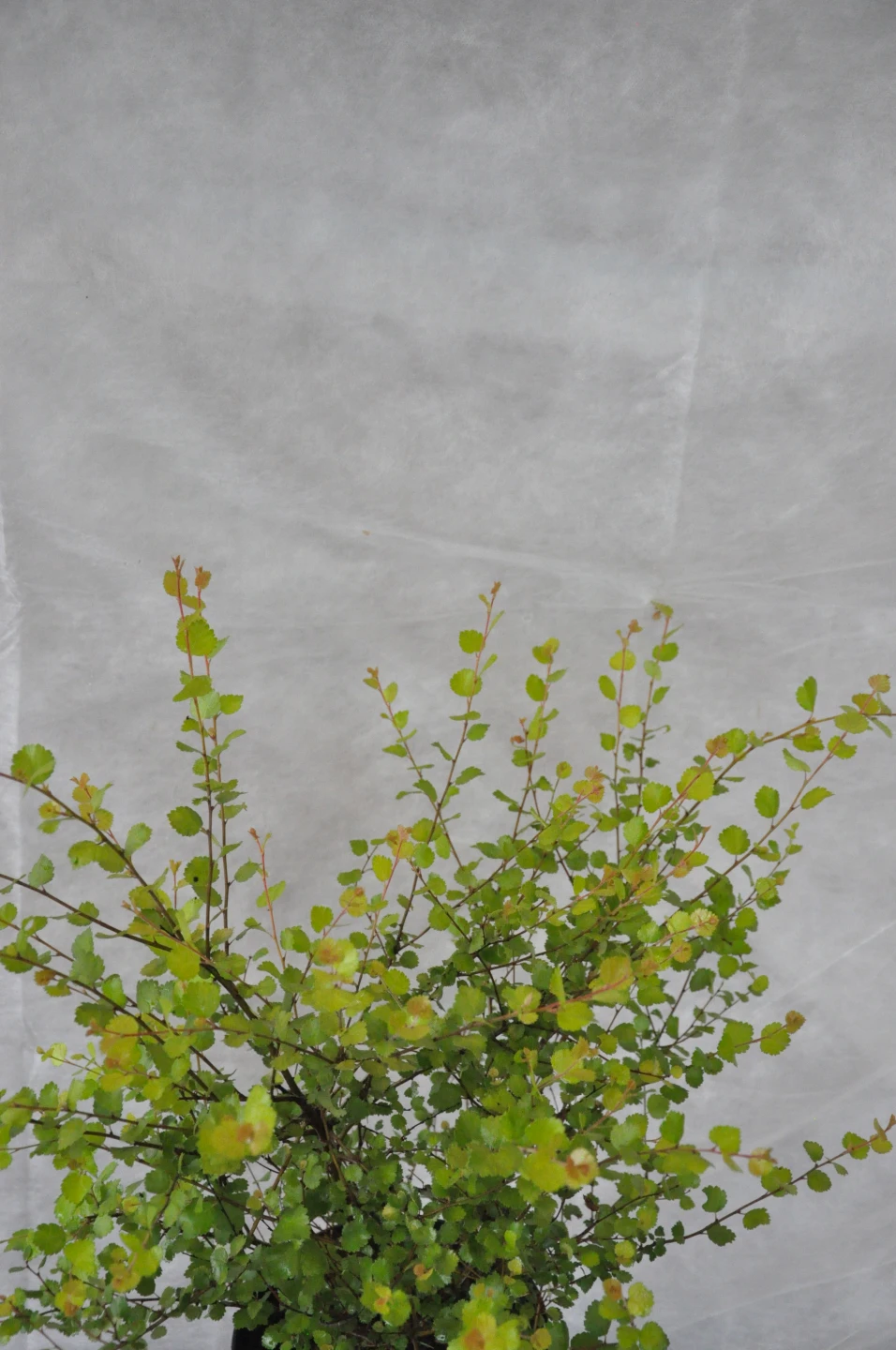 Betula nana (Brzoza karłowata)