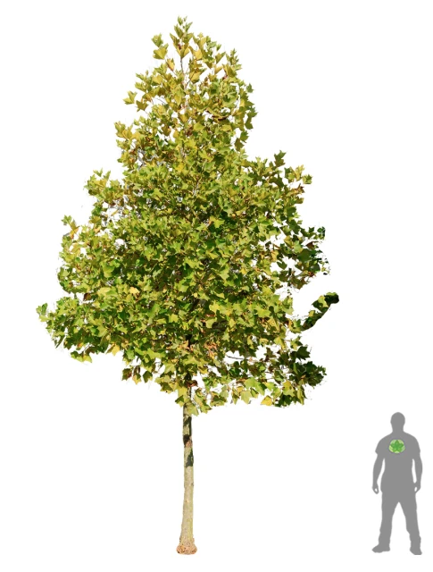Platanus ×hispanica ( Platan klonolistny)