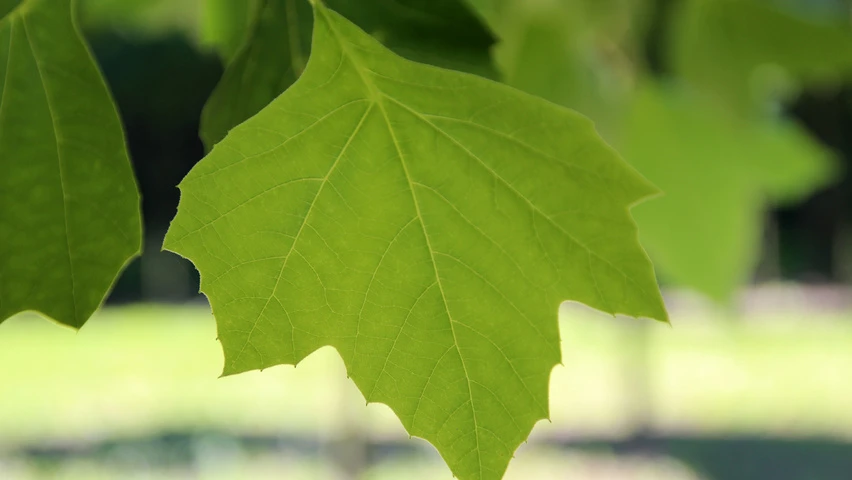 Platanus ×hispanica ( Platan klonolistny)