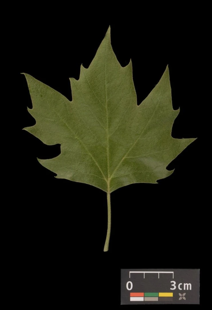 Platanus ×hispanica ( Platan klonolistny)