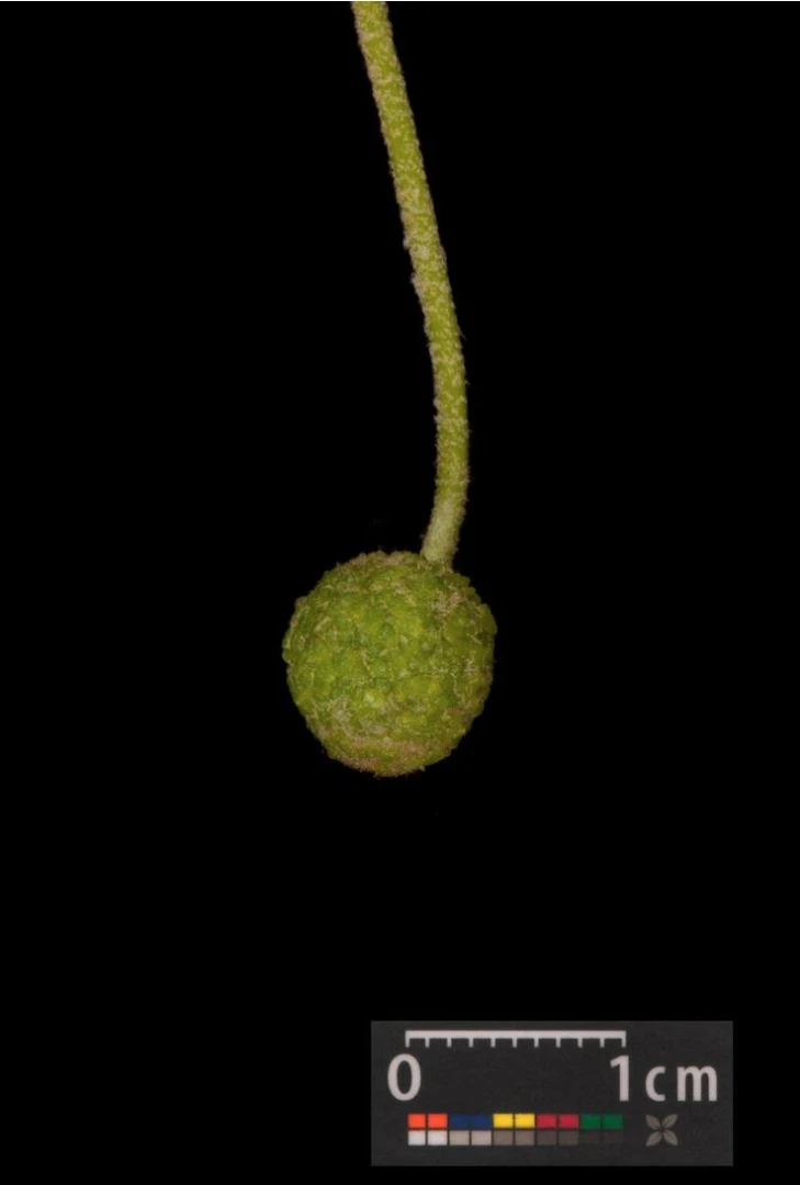 Platanus ×hispanica ( Platan klonolistny)