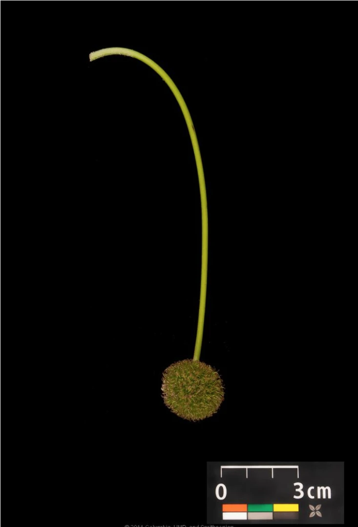 Platanus ×hispanica ( Platan klonolistny)