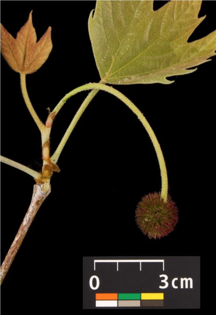 Platanus ×hispanica ( Platan klonolistny)