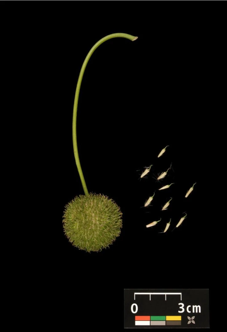 Platanus ×hispanica ( Platan klonolistny)