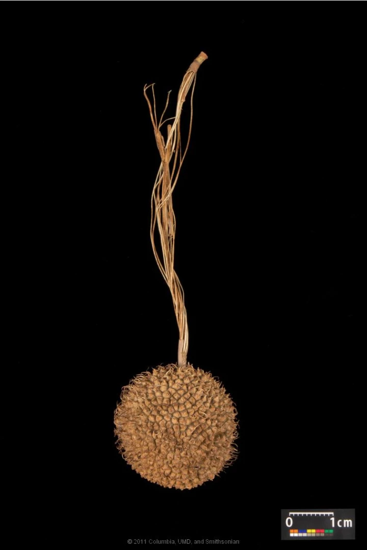 Platanus ×hispanica ( Platan klonolistny)