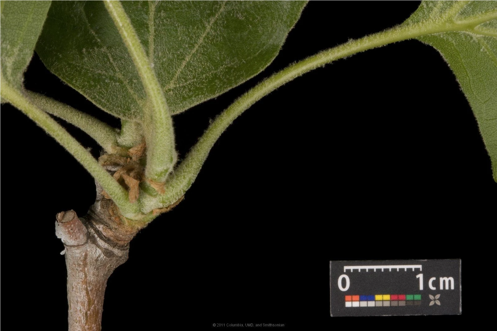 Platanus ×hispanica ( Platan klonolistny)