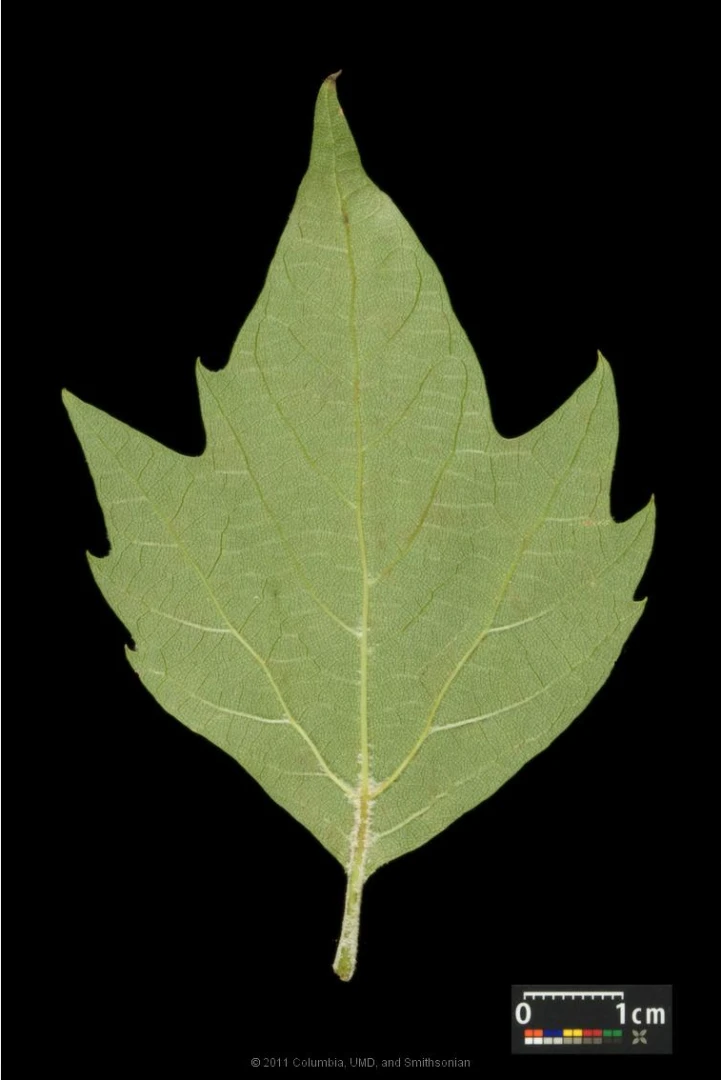 Platanus ×hispanica ( Platan klonolistny)