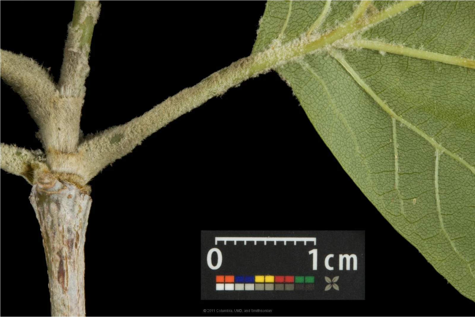 Platanus ×hispanica ( Platan klonolistny)