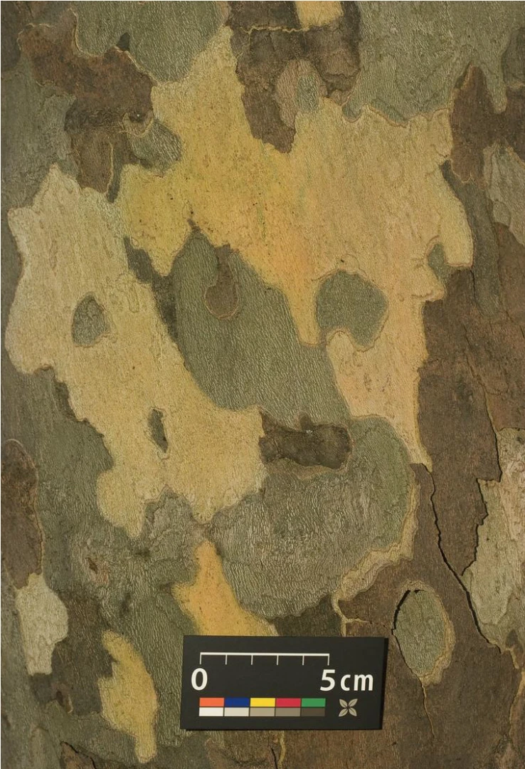 Platanus ×hispanica ( Platan klonolistny)