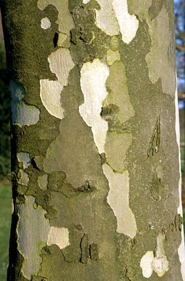 Platanus ×hispanica ( Platan klonolistny)