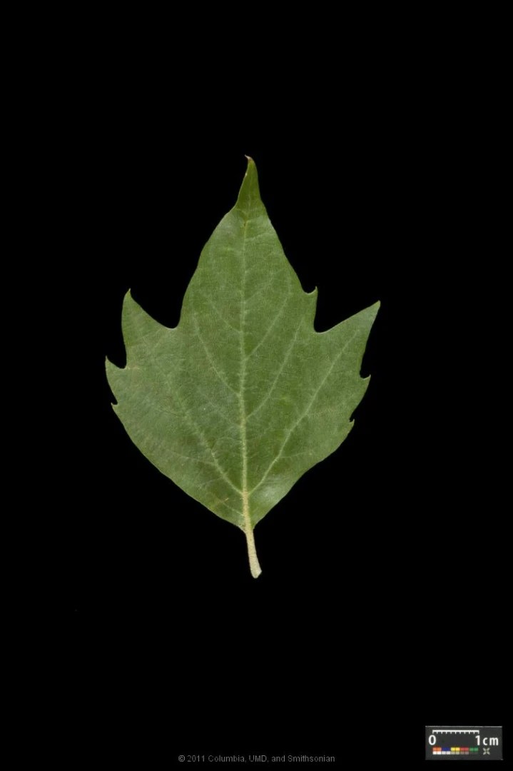 Platanus ×hispanica ( Platan klonolistny)