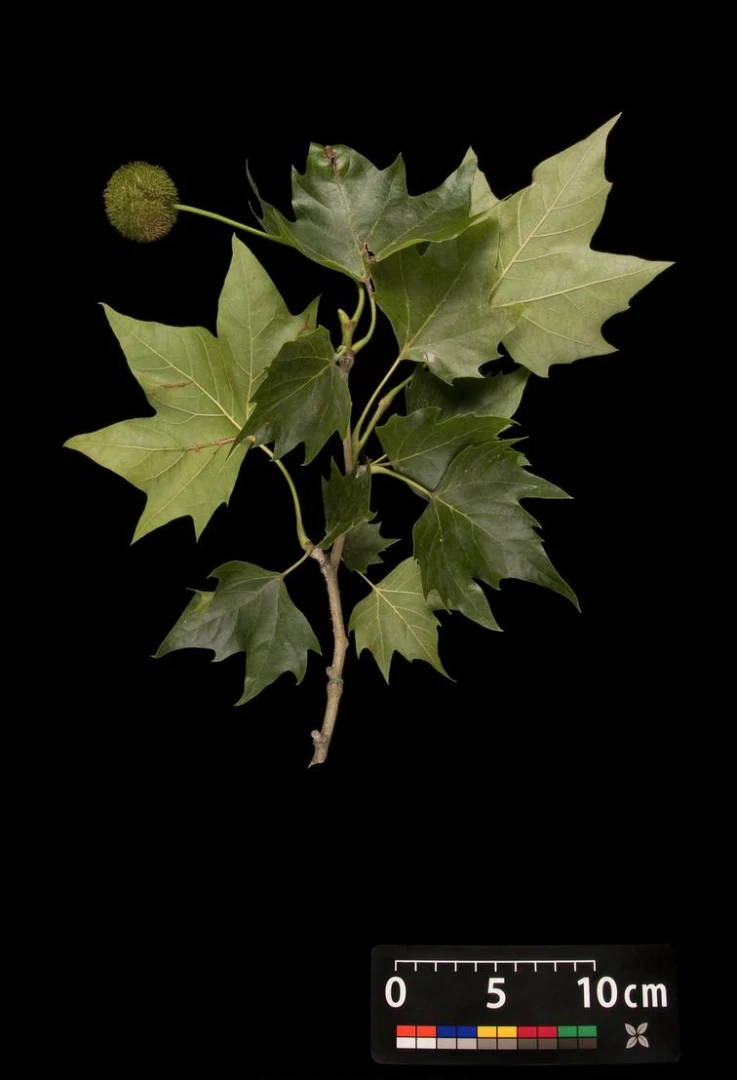 Platanus ×hispanica ( Platan klonolistny)