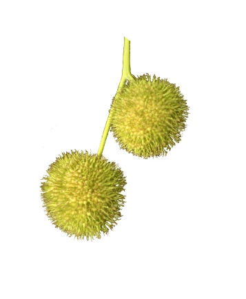 Platanus ×hispanica ( Platan klonolistny)