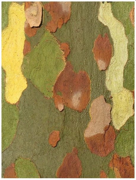 Platanus ×hispanica ( Platan klonolistny)