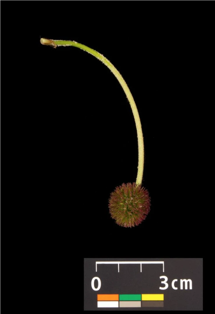 Platanus ×hispanica ( Platan klonolistny)