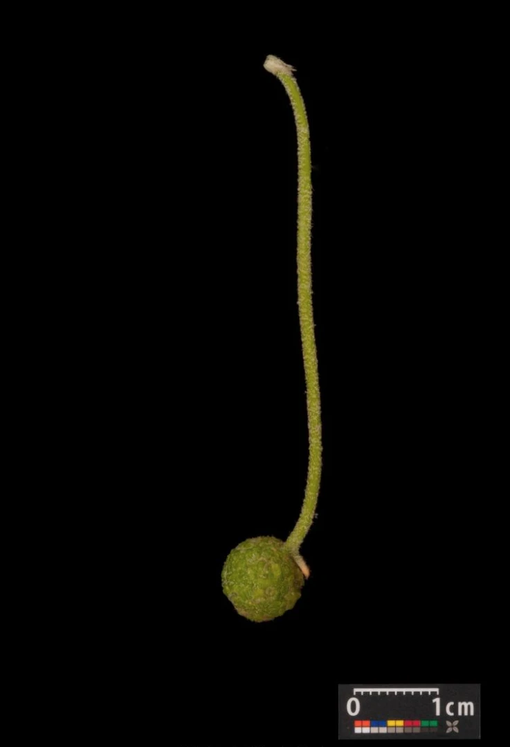 Platanus ×hispanica ( Platan klonolistny)