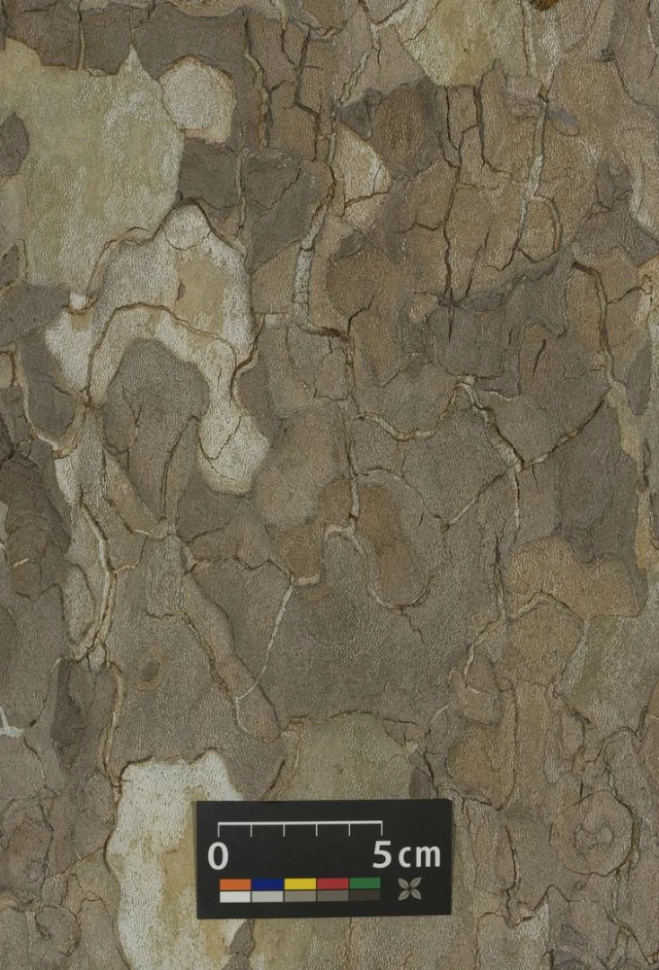 Platanus ×hispanica ( Platan klonolistny)