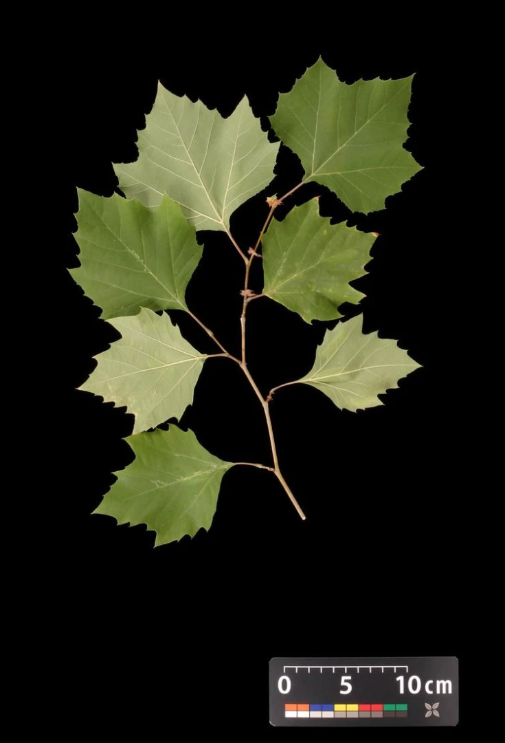 Platanus ×hispanica ( Platan klonolistny)