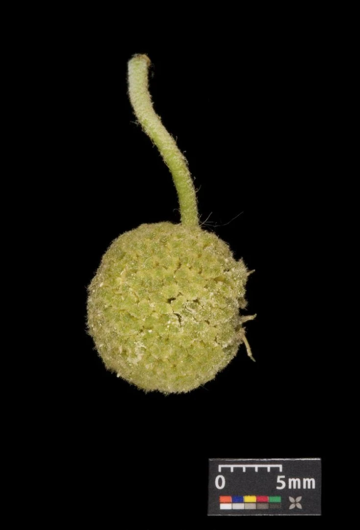 Platanus ×hispanica ( Platan klonolistny)