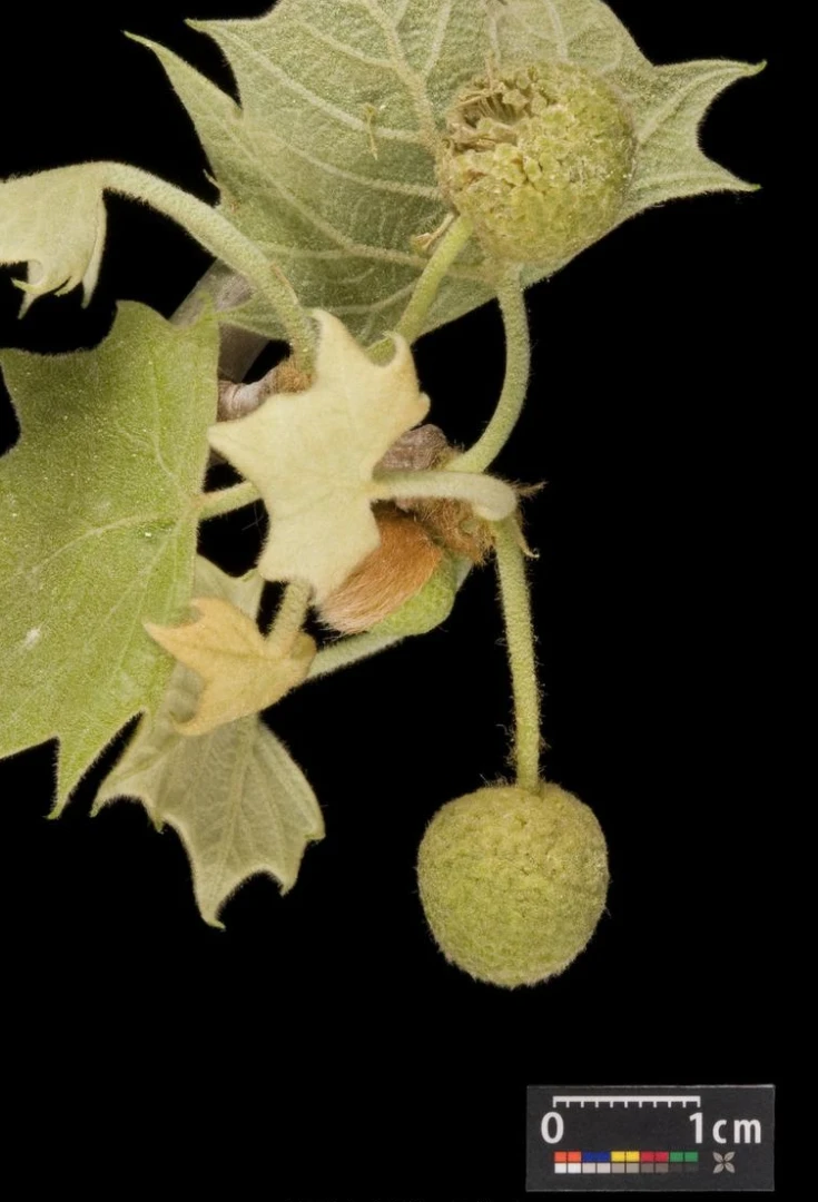 Platanus ×hispanica ( Platan klonolistny)