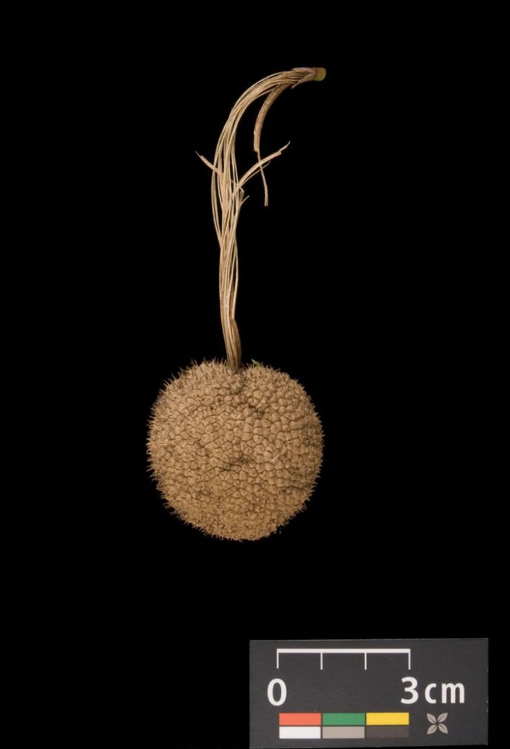 Platanus ×hispanica ( Platan klonolistny)